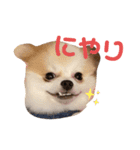 ぽぽちゃちゃわたゆず（個別スタンプ：1）