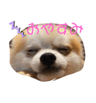 ぽぽちゃちゃわたゆず（個別スタンプ：5）