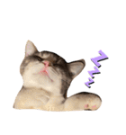 ぽぽちゃちゃわたゆず（個別スタンプ：6）