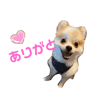 ぽぽちゃちゃわたゆず（個別スタンプ：7）