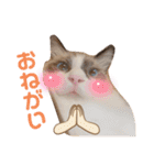 ぽぽちゃちゃわたゆず（個別スタンプ：9）
