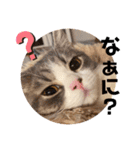 ぽぽちゃちゃわたゆず（個別スタンプ：11）