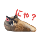 ぽぽちゃちゃわたゆず（個別スタンプ：13）