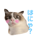 ぽぽちゃちゃわたゆず（個別スタンプ：15）