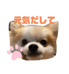 ぽぽちゃちゃわたゆず（個別スタンプ：19）