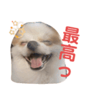 ぽぽちゃちゃわたゆず（個別スタンプ：21）