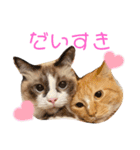 ぽぽちゃちゃわたゆず（個別スタンプ：23）