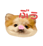 ぽぽちゃちゃわたゆず（個別スタンプ：28）