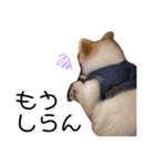 ぽぽちゃちゃわたゆず（個別スタンプ：30）