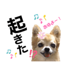 チワワのポポさん6（個別スタンプ：14）