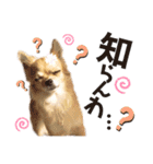 チワワのポポさん6（個別スタンプ：17）