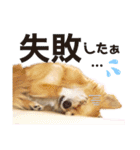 チワワのポポさん6（個別スタンプ：21）