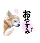 チワワのポポさん6（個別スタンプ：24）