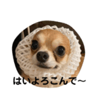 紋二郎と二葉 3（個別スタンプ：2）
