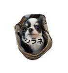 紋二郎と二葉 3（個別スタンプ：7）