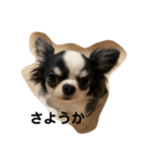 紋二郎と二葉 3（個別スタンプ：12）