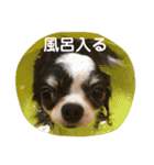 紋二郎と二葉 3（個別スタンプ：13）
