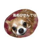 紋二郎と二葉 3（個別スタンプ：14）