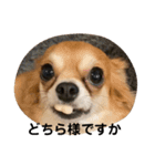 紋二郎と二葉 3（個別スタンプ：15）