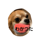 紋二郎と二葉 3（個別スタンプ：21）