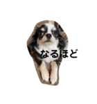 紋二郎と二葉 3（個別スタンプ：24）