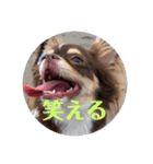 犬三昧ver11（個別スタンプ：1）