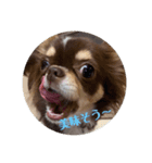 犬三昧ver11（個別スタンプ：2）