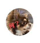 犬三昧ver11（個別スタンプ：3）
