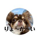 犬三昧ver11（個別スタンプ：4）