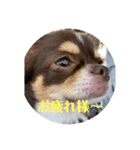 犬三昧ver11（個別スタンプ：5）