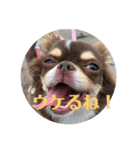 犬三昧ver11（個別スタンプ：6）