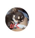 犬三昧ver11（個別スタンプ：7）