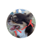 犬三昧ver11（個別スタンプ：8）