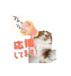ちゃちゃのご挨拶スタンプ（個別スタンプ：1）