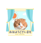 ちゃちゃのご挨拶スタンプ（個別スタンプ：2）