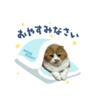ちゃちゃのご挨拶スタンプ（個別スタンプ：3）