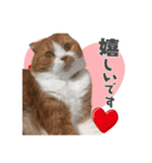 ちゃちゃのご挨拶スタンプ（個別スタンプ：5）