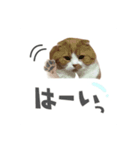 ちゃちゃのご挨拶スタンプ（個別スタンプ：6）