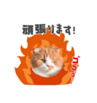 ちゃちゃのご挨拶スタンプ（個別スタンプ：7）