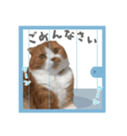 ちゃちゃのご挨拶スタンプ（個別スタンプ：8）