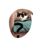 子猫のるうちゃん（個別スタンプ：1）