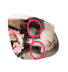 子猫のるうちゃん（個別スタンプ：2）