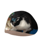 子猫のるうちゃん（個別スタンプ：3）