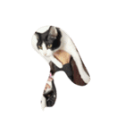 子猫のるうちゃん（個別スタンプ：4）
