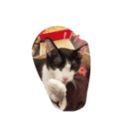 子猫のるうちゃん（個別スタンプ：5）