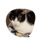 子猫のるうちゃん（個別スタンプ：6）
