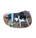 子猫のるうちゃん（個別スタンプ：8）