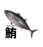 さかな サカナ 魚 fish（個別スタンプ：1）