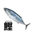 さかな サカナ 魚 fish（個別スタンプ：8）