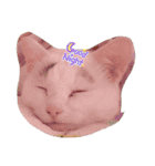 愉快な犬猫3（個別スタンプ：1）